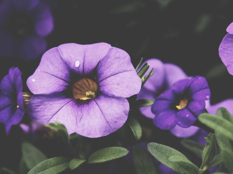 sudoku mac app screenshot 3